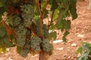 Varieties Between the cultivated grape varieties you will find not only the most traditional