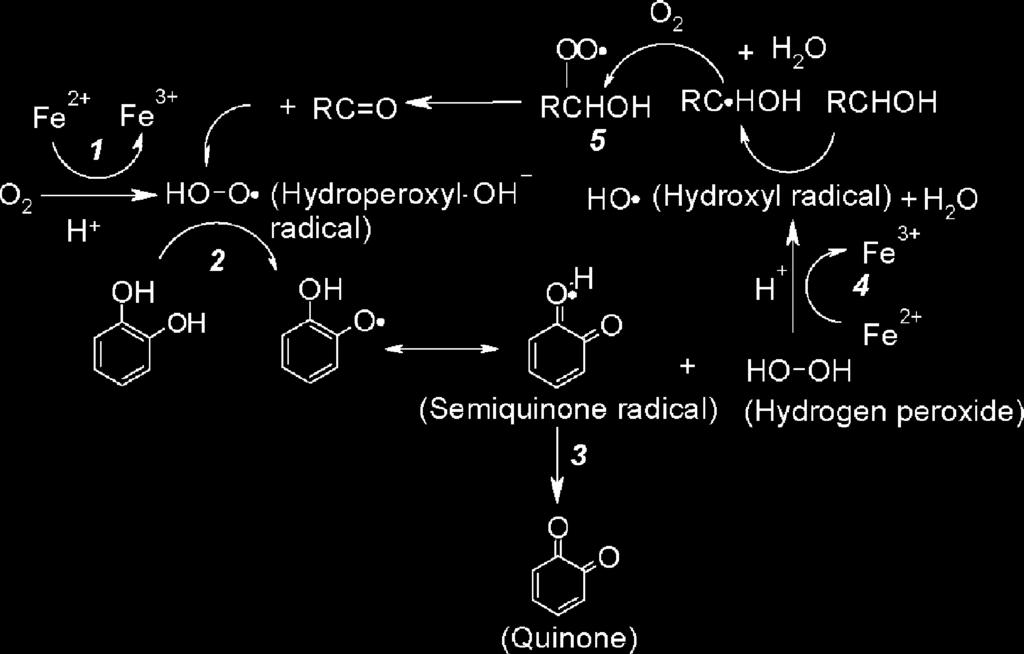 Oxidation of Wine Phenolics: Evaluation and Hypotheses 309 not reactive enough to abstract a hydrogen from many substrates, but the good hydrogen-donating properties of phenolics make them an