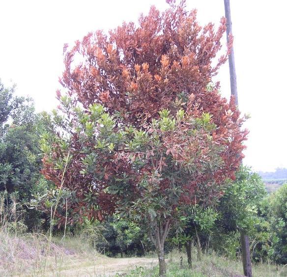 Armillaria Symptoms: Tree canopies develop a rapid fire-damage-like symptom. Armillaria spp.