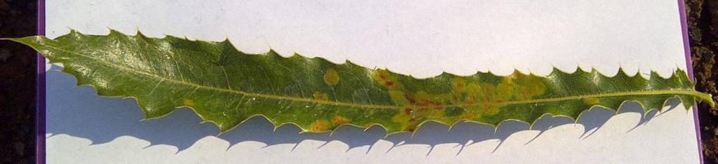 Spots on Leaves / Leaf Hopper Photos: Barry Christie Symptoms: Light yellow circular patches appear on leaves.
