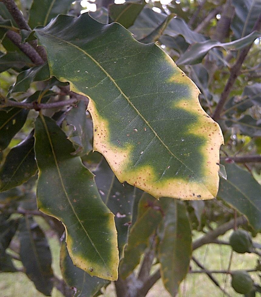 Magnesium Deficiency Symptoms: Yellowing develop on leaf edges as well as between veins. The symptoms first develop in older leaves. Magnesium deficiency is frequently seen in macadamia orchards.