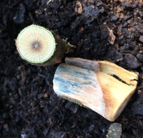 When the bark at the base of the stem is peeled off a fungal growth is often visible.