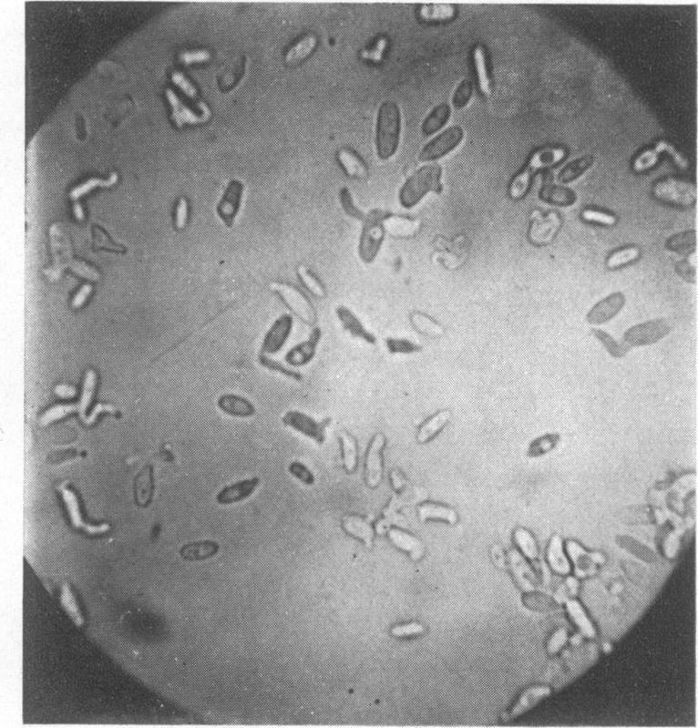 402 E. M. MRAK AND) L. S. McCLUNG is characterized by forming abortive conjugation tubes on Gorodkowa agar without producing ascospores.