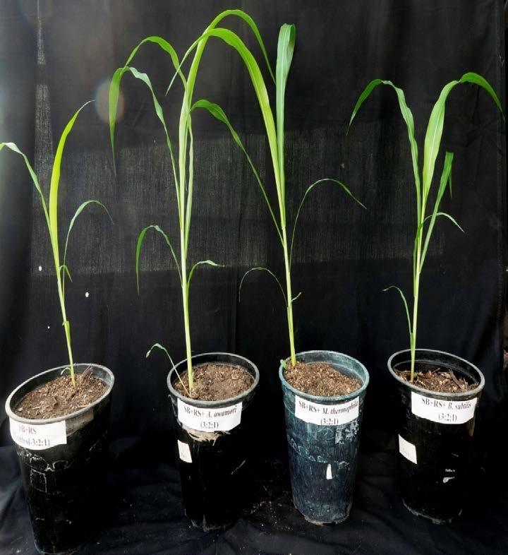 Effect of bagasse compost (3:2:1) prepared with microbes amended with rice