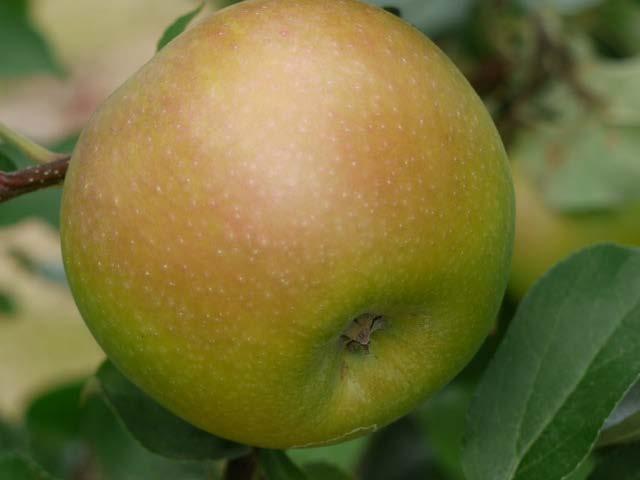 Shamrock Granny Smith-like apple in McIntosh season Tastes like a McIntosh when fully ripe or after