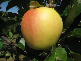 Blondee Medium size, yellow apple Smooth skin Crisp and very firm Good