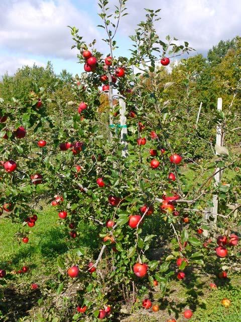 Novaspy Harvested 1st week in October Medium-large fruit 85% red blush White, medium-melting