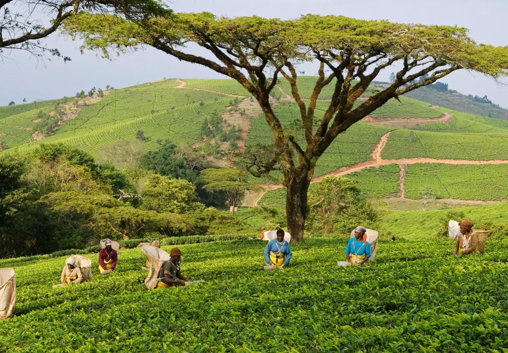 How we re making a difference revitalizing the Malawian tea industry