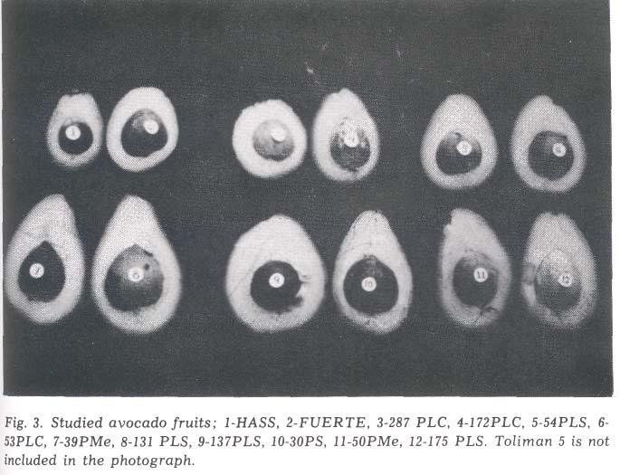 Results of the first taste panel indicated that the '287 PLC' was the most outstanding when evaluated as a whole fruit.