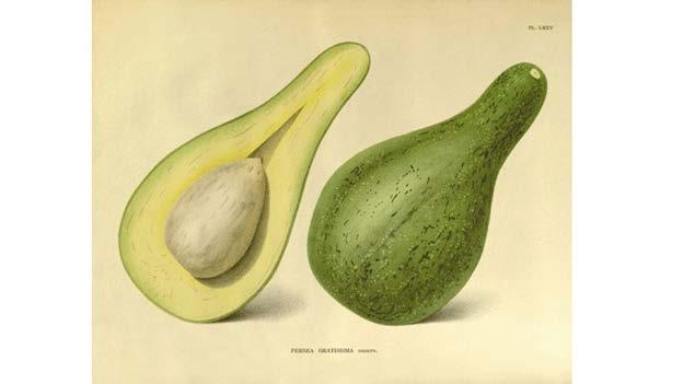 Avocados produced worldwide More tropical areas
