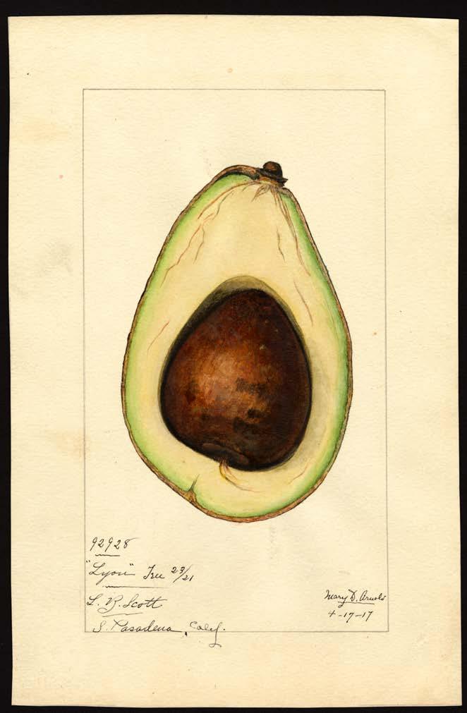 avocado producing countries produce