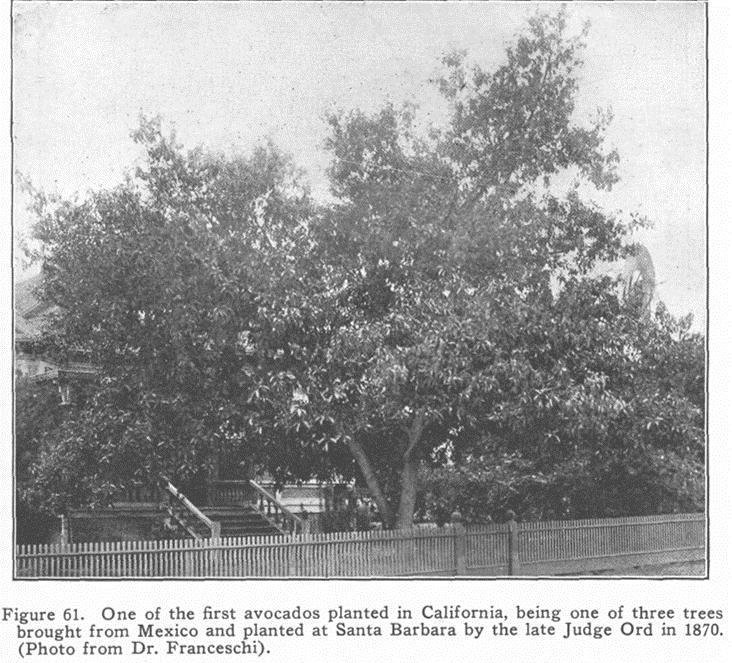 1870 s First trees planted 1911 First budded trees sold 1911 Fuerte introduced to CA from Atlixco Mexico (Carl Schmidt of West India Gardens,