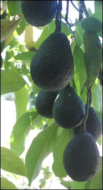 The challenge of finding new avocado varieties Long seasonality Fruit must be ripened in order to evaluate; ripening time depends on