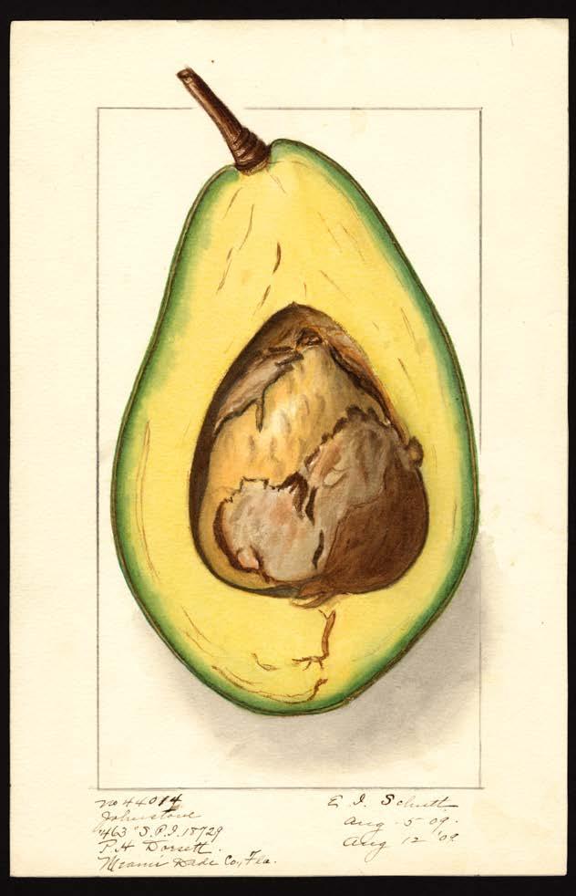 Thank you for your attention Information gathered from The California Avocado Society