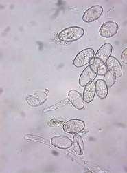 conidia dispersed over long distances, from