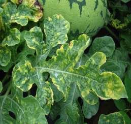 Cucurbit leaf crumple virus (CuLCrV) BEGOMOVIRUS: First found in Florida on squash in 2006. The virus can infect cucumber, muskmelon, squash, pumpkin, watermelon and bean.