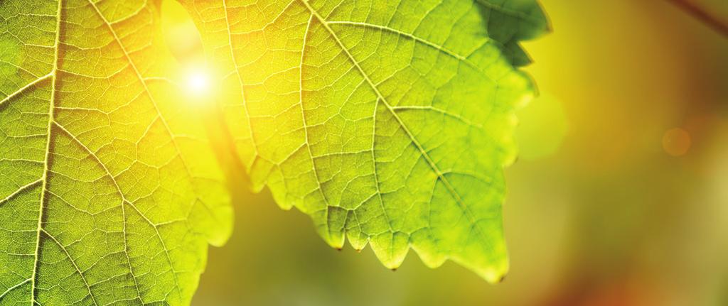 Ossia is an exciting new tool for organic winemakers to proactively guard against reductive faults while also improving aroma profiles through increased expression of tropical fruit esters.