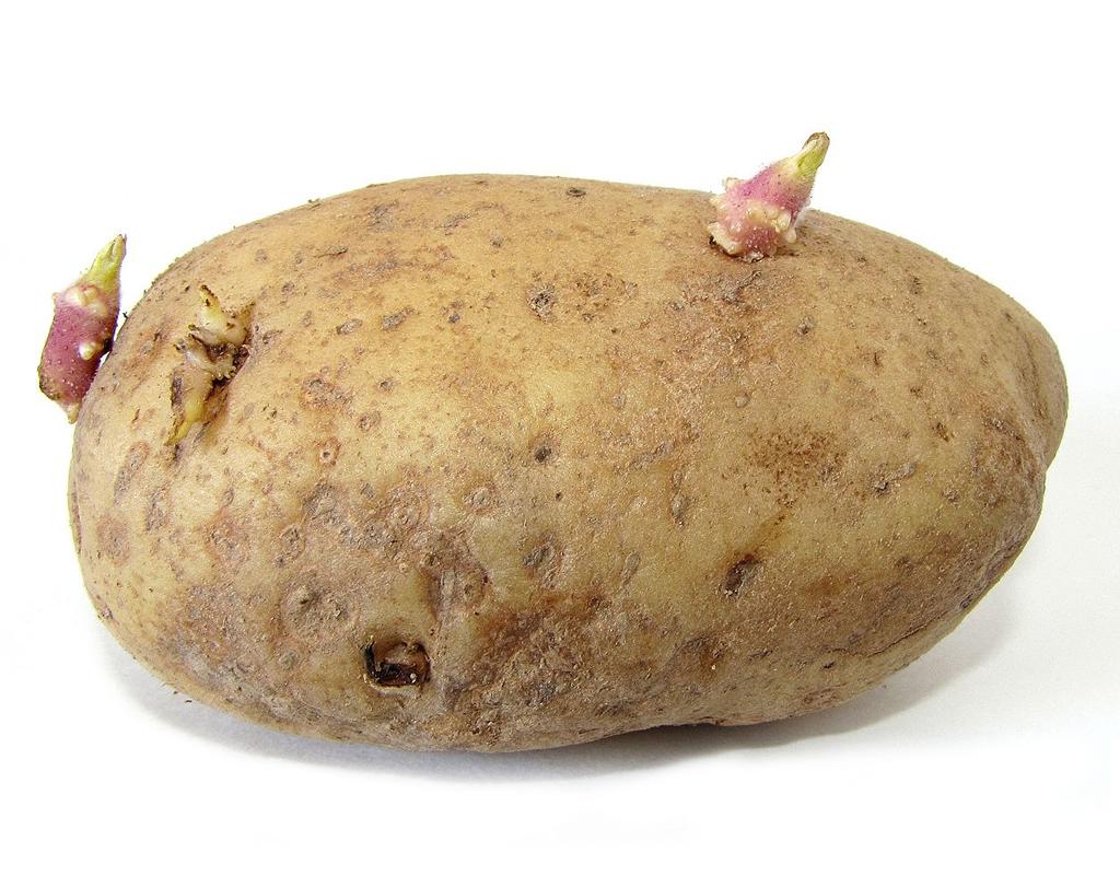 3/10/2018 Powerful Potato Today, China produces more potatoes than any other country in the world.