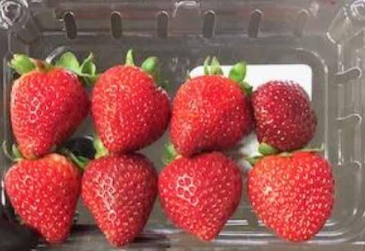 Berries (Strawberries) Supplies continue to be excellent this week. Santa Maria, Salinas and Watsonville are in full production with good quality and heavy volumes.