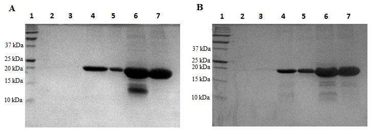 Figure 4.1 SDS PAGE gels of plobp (A) and mmup (B) from P. pastoris expression system.