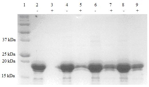 Figure 4.6 SDS PAGE gel of plobp protein remaining after bentonite fining (3 g/l) and filtration of increasing amounts of protein.