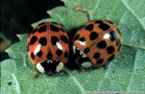 Insect-derived MPs Ladybug Taint (LBT) Incorporation of Harmonia axyridis (MALB) or Coccinella