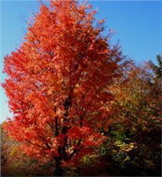 Red Maple Alpena-Montmorency Conservation District - Spring 2018 Tree Sale Red maple is one of the best named of all trees, featuring something red in each of the seasons buds in winter, flowers in