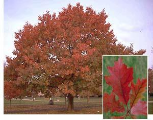 This pageant of color, along with the red maple's relatively fast growth and tolerance to a wide range of soils, makes it a widely planted favorite.