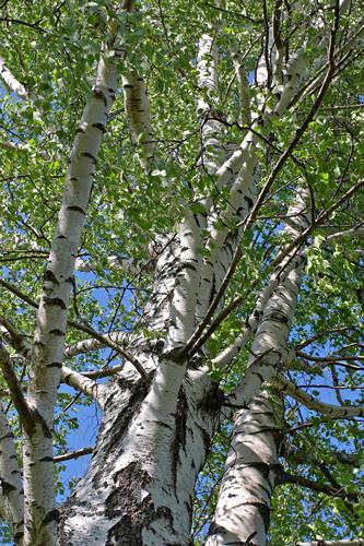 White Birch Beauty and romance may be the first images many people associate with the gleaming white paper birch.
