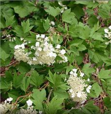 Highbush Cranberry This durable, easy-to-grow plant will bring a variety of color to your landscape throughout the seasons.