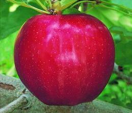 Honeycrisp Apple A modern apple in high demand. Outstanding fresh-eating qualities make this variety an American favorite.