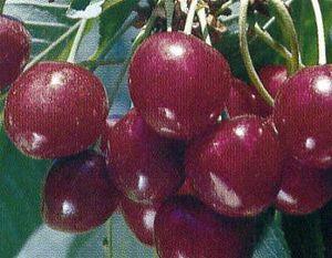 Features: Showy Flowers, Winter Interest, Attracts Birds Flowering Season: Spring Hardiness Zone: 4-7 Water Needs: Moderate Growth Rate: Moderate Light Needs: Full Sun Ranier Cherry Ranier Cherry s