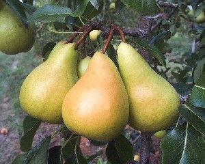 Sunrise Pear Sunrise is a fire blight resistant early season pear that ripens a couple weeks before Bartlett, close to Clapp's Favorite time.