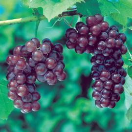Reliance Grape A juicy, deep-red grape that is flavor-packed. This variety is perfect for eating fresh or putting in fruit salads. Also makes an irresistible, healthy snack for kids.