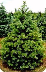 Attributes - this tree: Is a popular Christmas tree choice. Features needles that are bluish or silvery-green and roughly 1½ 3" in length. They extend from all sides of the twig and curve upward.