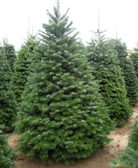 Meyer Spruce Meyer Spruce is a species of spruce native to Nei Mongol in the northeast to Gansu in the southwest and also inhabiting Shanxi, Hebei and Shaanxi.