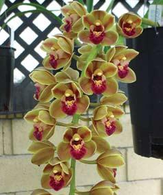 plant really stand out in a crowd. This plant is very deal to me because it was a gift from the president of the Torrance Cymbidium Society when I attended my very first meeting. Cym. Doctor Len Geyserland B/CSA.