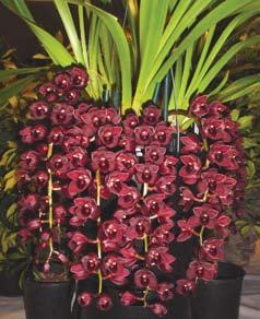 The cross produced highly floriferous plants with dark, burgundy-red flowers on many long, pendent spikes. The shape and substance of the flowers are good for a Cym.