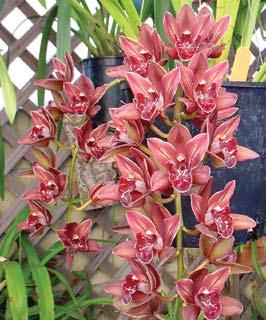 Cym. Nicole s Valentine Chika S/CSA, HCC/AOS (Flame Hawk x Ruby Eyes) This cymbidium is everything that one can expect from a Cym. Ruby Eyes Red Baron 4n hybrid.