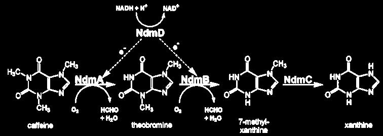 CBB5 Caffeine DemethylaAon Pathway CBB5 metabolizes caffeine and
