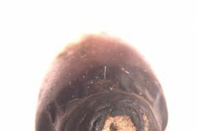 Others (Soft Nose) Sphaeropsis dalmatica. Gloeosporium olivarum.