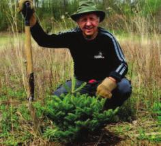 3) Restoring Plantations Conifer tree plantations are stands of a single tree species, planted in rows.