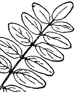Compound Leaves Simple Leaves Oppositely arranged Alternately arranged