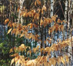 Leaves become pale and papery in the autumn remaining on the tree well into the winter months.