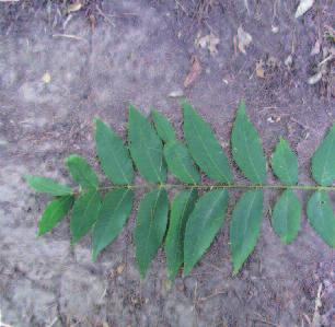 Black Walnut (Juglans nigra) Leaf: Compound; 14-22 short-stalked leaflets on a central stalk.