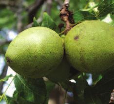Fruit is a grooved nut surrounded by a round, thick, green husk.