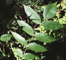 Butternut (Juglans cinerea) Leaf: Compound; 11-17 leaflets on a central stalk.