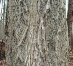 Terminal leaflet is similar in size to the others. (Compare with Black Walnut) Bark: Bark is smooth and light grey with whitish lines when young.