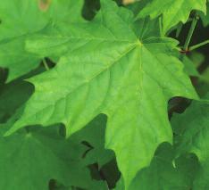 Sugar Maple (Acer saccharum) Leaf: Familiar leaf profiled on the Canadian flag.