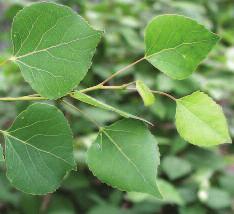Trembling Aspen (Populus tremuloides) Leaf: Broad and heart-shaped with a fine toothed edge on long stalks.